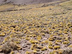 14 Yellow Bushes In The Relinchos Valley Between Casa de Piedra And Plaza Argentina Base Camp.jpg